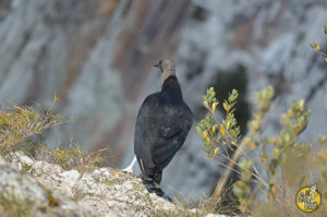 El Gran Viaje | Visita a los Parques Nacionales Aparados da Serra y Da Serra Geral image 5