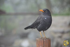 El Gran Viaje | 13 Cosas para hacer en Merlo, San Luis (sin gastar una fortuna) image 13