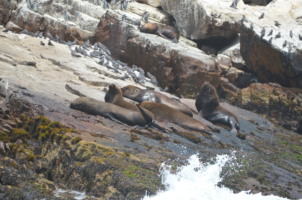 El Gran Viaje | Nadar con lobos marinos en Lima image 7