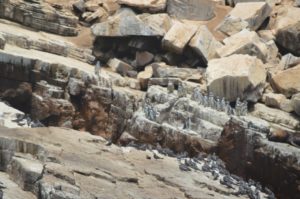 El Gran Viaje | Nadar con lobos marinos en Lima image 8