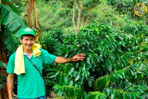 Don Segundo - Planta de café