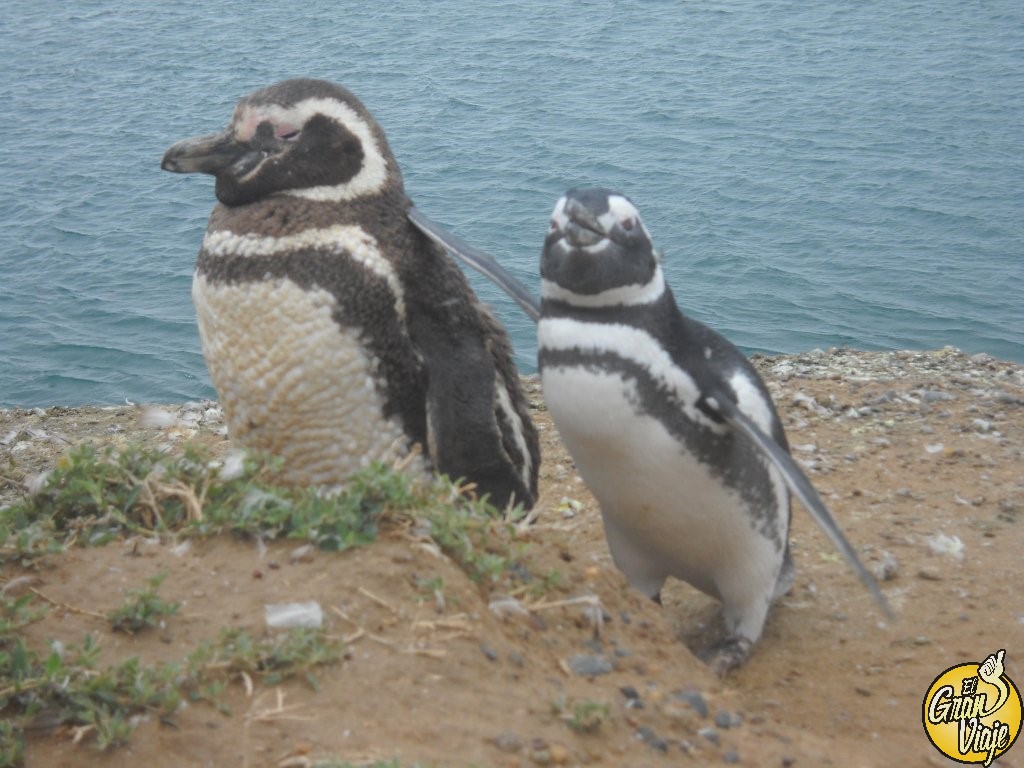 Destinos Imperdibles Argentina - 27 - Puerto Madryn