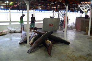 Cronica barco Tabatinga a Manaos - Pirarucú