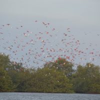 Una instantánea de las muchas aves que nos rodearon en Bigi Pan