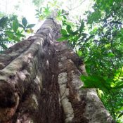 Árbol en la selva amazónica de Surinam